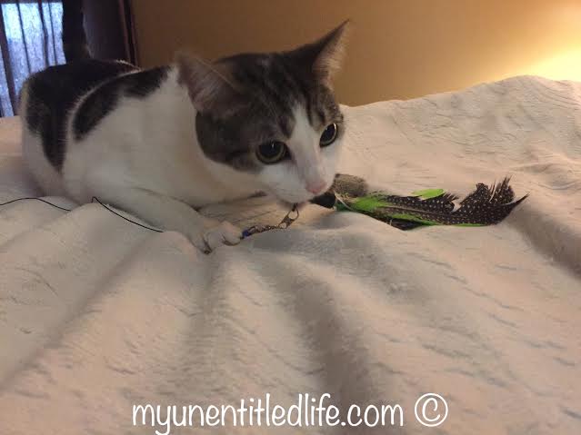 jackson galaxy toys for cat review 
