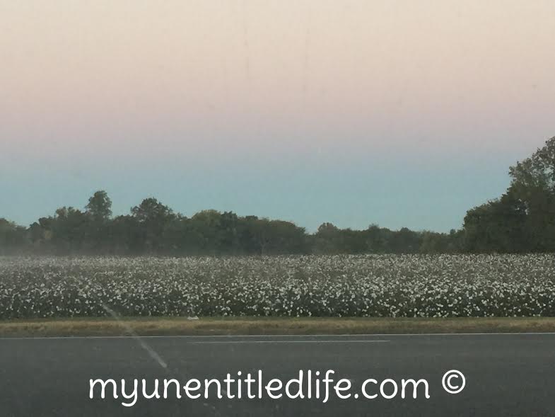 cotton-fields